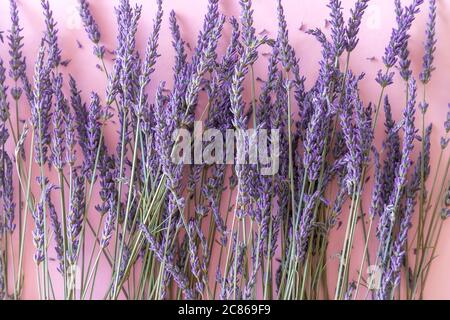 Bouquet de fleurs de lavande sec sur fond violet Banque D'Images