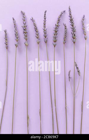 Motif lavande. Fleurs violettes vues d'en haut sur fond violet Banque D'Images