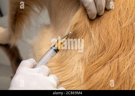 Vétérinaire hispanique examinant un chien . Banque D'Images