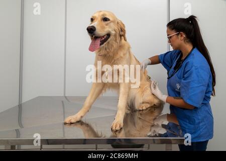 Vétérinaire hispanique examinant un chien . Banque D'Images