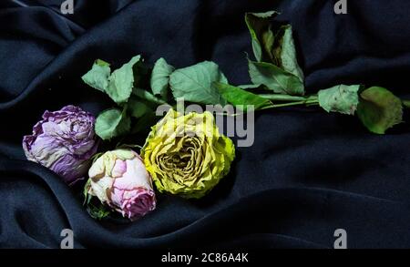 Roses séchées sur fond de soie noire Banque D'Images