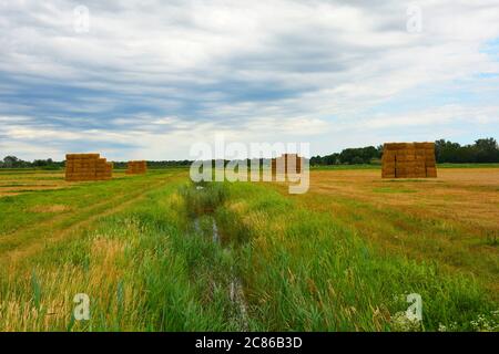 Haystacks carrés dans un arrangement carré sur les terres humides du nord-est italien près de Marina Julia, Friuli-Venezia Giulia Banque D'Images