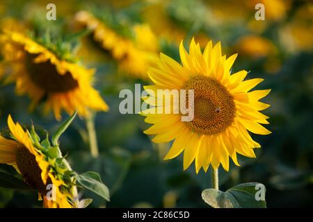 Un champ plein de tournesols frais et jaune fleuris au coucher du soleil Banque D'Images