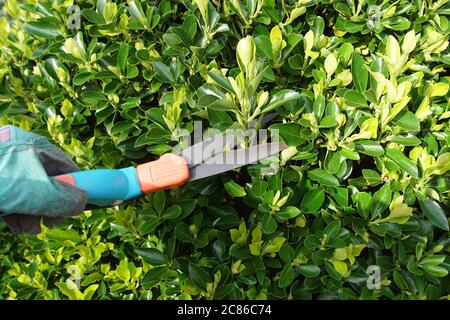 L'élagage avec une herbe cisaille la broche Evergreen, broche japonaise (Euonymus japonicus) à la fin de l'hiver aux pays-Bas. Bergen, pays-Bas Banque D'Images