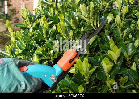 L'élagage avec une herbe cisaille la broche Evergreen, broche japonaise (Euonymus japonicus) à la fin de l'hiver aux pays-Bas. Bergen, pays-Bas Banque D'Images