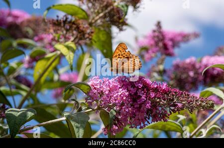 Papillon noir et orange, virgule, qui rassemble le nectar sur une fleur de bourgedleja. Arrière-plan du ressort. Banque D'Images