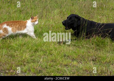 L'expression « combattre comme des chats et des chiens » reflète une tendance naturelle à la relation entre les deux espèces comme antagoniste. Banque D'Images