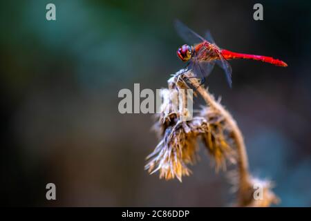 Crocothemis erythraea est une espèce de libellules de la famille des Libellulidae. Libellule écarlate européen Banque D'Images