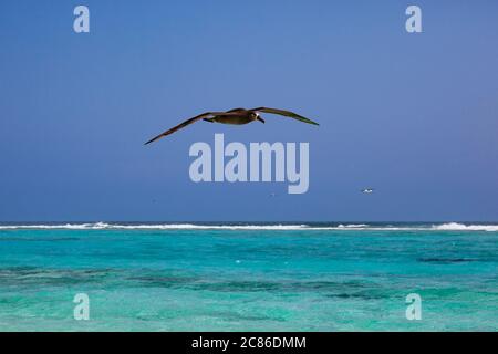 Albatros à pieds noirs, Phoebastria nigripes, survolant le lagon à Sand Island, Midway Atoll, Midway National Wildlife refuge, Papahanaumokuakea MNM Banque D'Images