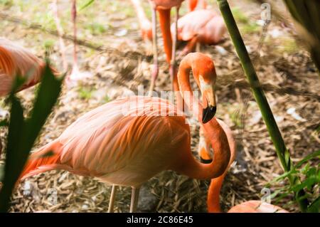 Flamants roses sur la photo de jardin prise en Floride Banque D'Images