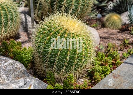 Echinocactus grusonii, communément appelé cactus à canon doré, boule dorée ou coussin de belle-mère dans la verdure du jardin d'hiver d'Helsinki, Finlande Banque D'Images