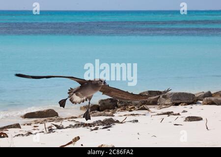 Albatros à pieds noirs, Phoebastria nigripes, atterrissage sur la plage, Sand Island, Midway Atoll National Wildlife refuge, Papahanaumokuakea MNM, Hawaii USA Banque D'Images