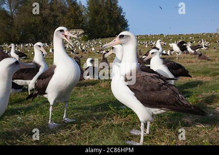 Laysan albatros, Phoebastria immutabilis, cour, Sand Island, Midway Atoll National Wildlife refuge, Papahanaumokuakea Marine National Monument Banque D'Images