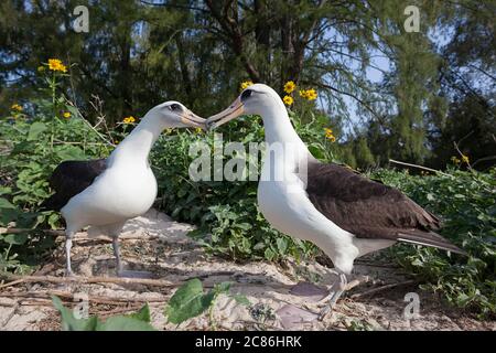 Laysan albatros, Phoebastria immutabilis, facturation pendant la cour, Sand Island, Midway Atoll National Wildlife refuge, Papahanaumokuakea MNM, Hawaii Banque D'Images