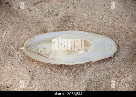 Cette coupe s'est délavée sur une plage en Indonésie. C'est la coquille interne du céphalopode et probablement d'un grand-club de seiche, Sepia latimanus. Banque D'Images