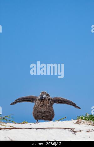 Laysan albatros, Phoebastria immutabilis, ailes d'exercice de poussins, Sand Island, refuge national de faune de Midway Atoll, Papahanaumokuakea Marine NM Banque D'Images