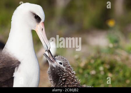 Laysan albatros, Phoebastria immutabilis, chick mendiant parent à être nourri, Sand Island, Midway Atoll National Wildlife refuge, Papahanaumokuakea MNM Banque D'Images