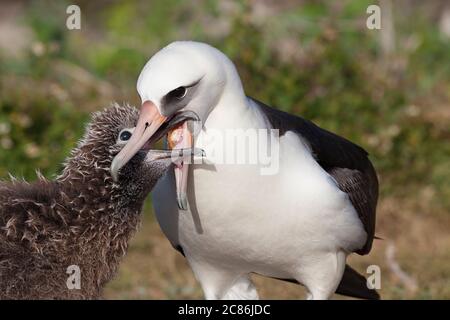 Albatros de Laysan, Phoebastria immutabilis, nourrissant la poussette par régurgitation, Sand Island, Midway Atoll National Wildlife refuge, Papahanaumokuakea MNM Banque D'Images