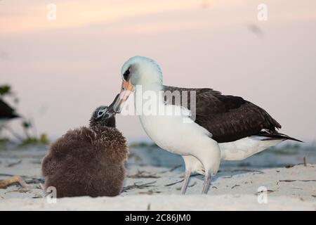 Laysan albatros, Phoebastria immutabilis, parent avec poussin au coucher du soleil, Sand Island, Midway Atoll National Wildlife refuge, Papahanaumokuakea MNM Banque D'Images