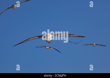 Laysan albatros, Phoebastria immutabilis, Sand Island, Midway Atoll National Wildlife refuge, Papahanaumokuakea Marine National Monument, NW Hawaiian Banque D'Images