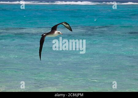 Laysan albatros, Phoebastria immutabilis, Sand Island, Midway Atoll, Midway National Wildlife refuge, Papahanaumokuakea Marine National Monument, NOR Banque D'Images