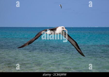 Laysan albatros, Phoebastria immutabilis, volant au-dessus de la lagune, Sand Island, Midway Atoll National Wildlife refuge, Papahanaumokuakea Marine NAT. LUN. Banque D'Images