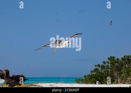 Laysan albatros, Phoebastria immutabilis, entrant pour un atterrissage, Sand Island, Midway Atoll National Wildlife refuge, Papahanaumokuakea MNM, USA Banque D'Images