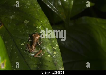 Grenouille de verre émeraude, Espadarana prosoblepon, Centroleniade, Parc national Manuel Antonio, Costa Rica, Centroamerica Banque D'Images