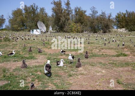 Laysan albatros, Phoebastria immutabilis, nichant dans un champ près de quelques paraboles satellites et Casuarina arbres, Sand Island, Midway Atoll, Etats-Unis Banque D'Images