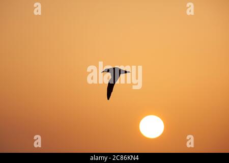 Laysan albatros, Phoebastria immutabilis, volant au coucher du soleil, Sand Island, Midway Atoll National Wildlife refuge, Papahanaumokuakea MNM, Hawaii, États-Unis Banque D'Images