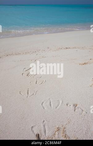 Empreintes de pas d'albatros de Laysan, de Phoebastria immutabilis ou d'albatros à pieds noirs, de Phoebastria nigripes, Sand Island, Midway Atoll, NWHI, États-Unis Banque D'Images