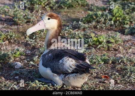 Albatros à queue courte ou Albatros de Steller, Phoebastria albatrus, albatros les plus rares au monde ( espèces en voie de disparition critique ), atoll Midway, États-Unis Banque D'Images