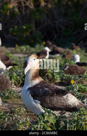 Albatros à queue courte ou Albatros de Steller, Phoebastria albatrus, albatros les plus rares au monde ( espèces en voie de disparition critique ), atoll Midway, États-Unis Banque D'Images