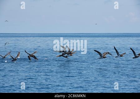 Les marrons, Sula leucogaster, se lançant au large de l'eau, au large du sud du Costa Rica, en Amérique centrale ( Océan Pacifique de l'est ) Banque D'Images