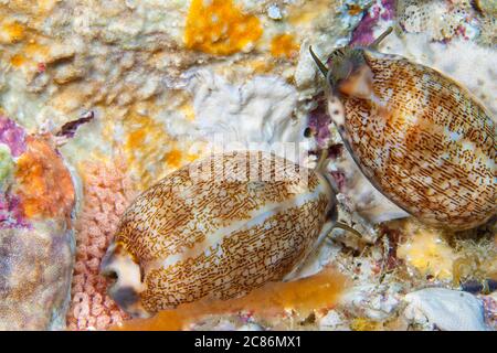 Les touffes roses à gauche sont des oeufs que pond ce cowry arabe, Mauritia arabica, Indonésie. Banque D'Images