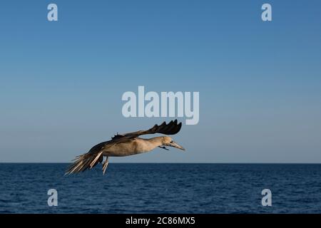 Humérauque brune, Sula leucogaster, entrant pour un atterrissage, au large du sud du Costa Rica, en Amérique centrale ( Océan Pacifique oriental ) Banque D'Images