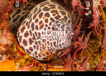 Cette anguille de moray en nid d'abeille, Gymnothorax favageneus, est entourée de crevettes à bec charnière, Rhynchocinetes sp, et possède une crevette plus propre, Urocaridella sp, in Banque D'Images