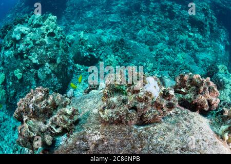 Dans une rangée de coraux morts surcultivés de chou-fleur, Pocillopora meandrina (tué dans le blanchiment de 2015), une petite recrue de corail a blanchi blanc Banque D'Images