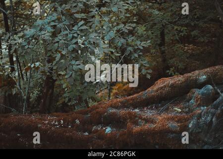 Arbre mossy tombé dans une forêt sombre de feuillus. Banque D'Images