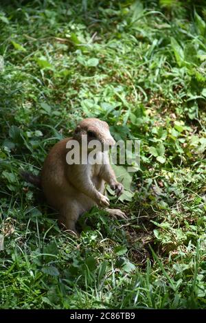 Un seul chien de prairie solitaire assis sur son dos se hante. Banque D'Images