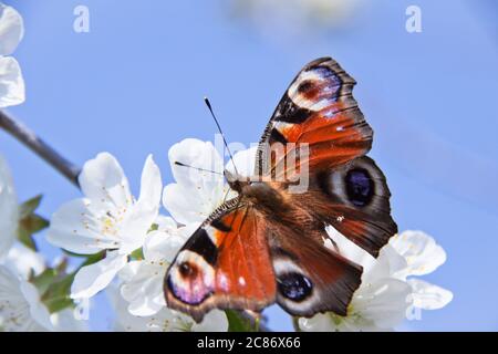 Ciel bleu, printemps, beau papillon lumineux assis sur les fleurs de l'arbre de pomme Banque D'Images