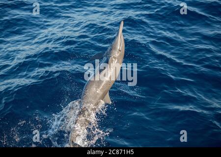 dauphin à tourterelle orientale, Stenella longirostris orientalis, ou spinner d'Amérique centrale, Stenella longirostris centroamericana, saut, Costa Rica Banque D'Images