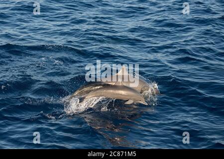 Dauphins spinaux femelles et de veau, Stenella longirostris orientalis ou spinaux d'Amérique centrale, S. l. centroamericana, porpoising, Costa Rica Banque D'Images