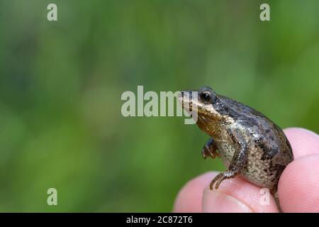 Grenouille boréale (Pseudacris maculata) du comté de Mesa, Colorado, États-Unis. Banque D'Images