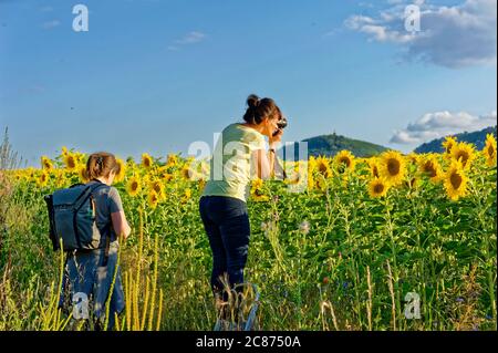 Jeune femme prendre une photo dans un champ de tournesols Banque D'Images