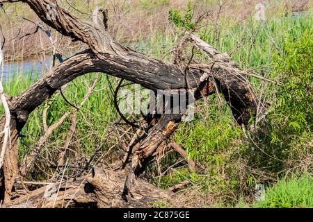 Un vieux cotonwood de l'est, Populus deltoides, abattu et charmé par la foudre. Oklahoma, États-Unis. Banque D'Images