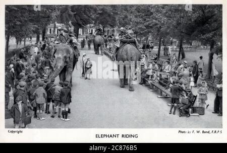 London Zoological Gardens, Regent's Park - promenades en éléphants. Banque D'Images