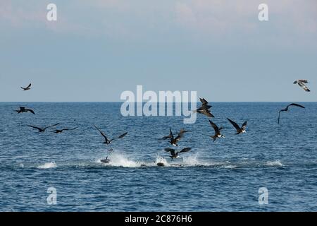 Les sardines frénétiques font bouillir la surface de la mer en essayant frénétiquement d'échapper à l'attaque du thon à nageoires jaunes et de magnifiques oiseaux frégates, le Costa Rica Banque D'Images