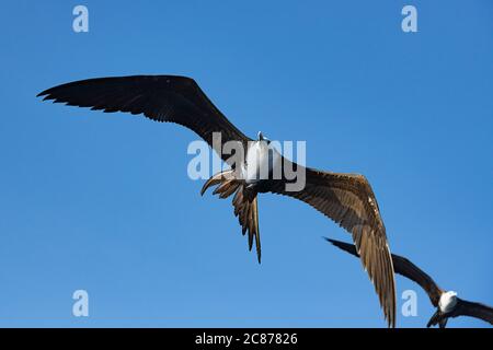 Magnifiques oiseaux frégates, Fregata magnifiens, au large du sud du Costa Rica, Amérique centrale ( Océan Pacifique de l'est ) Banque D'Images