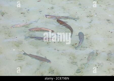 mulet rayé ou amaama, Mugil cephalus, se nourrissant par écumage de surface dans les eaux peu profondes près de la plage de sable blanc, Sand Island, Midway, Atoll, Etats-Unis Banque D'Images
